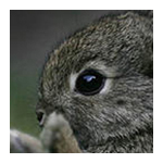 Animal Tales