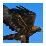 Soar With The Eagles